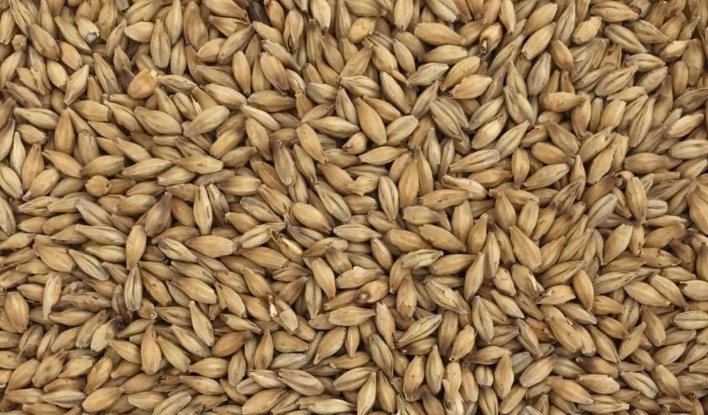 Jęczmień  ozimy i jary!