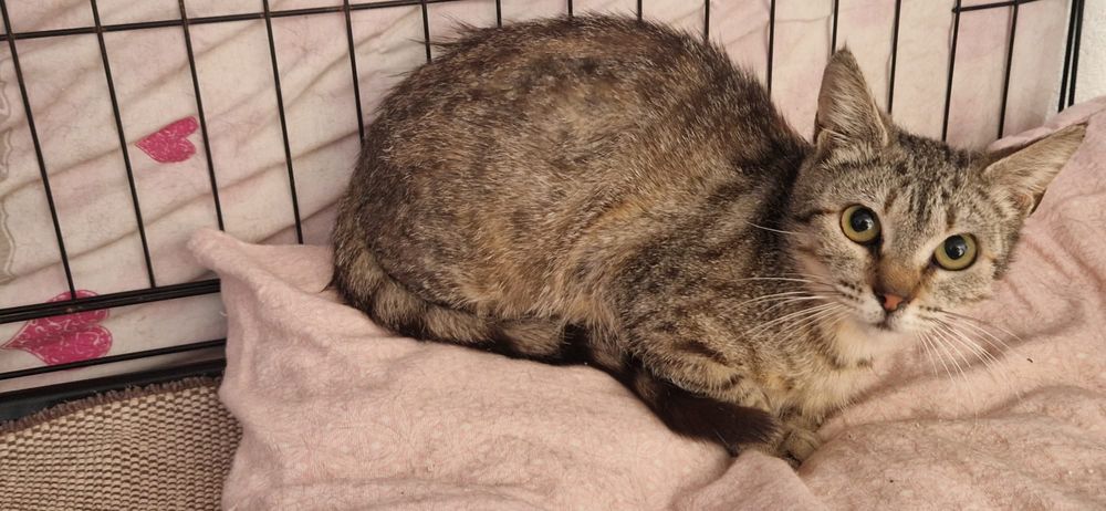Gatinha abandonada para Adoção!