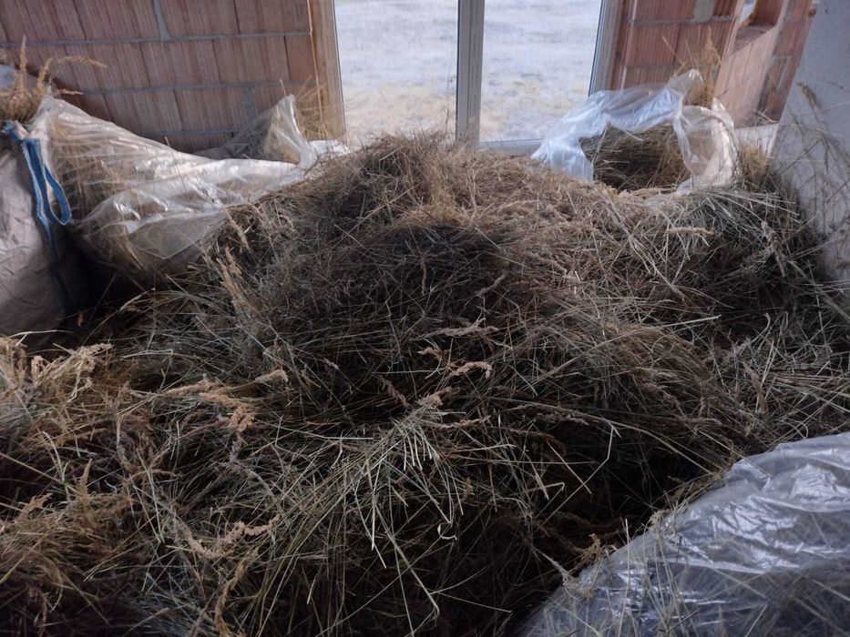 Siano luzem  z 06.2025 roku