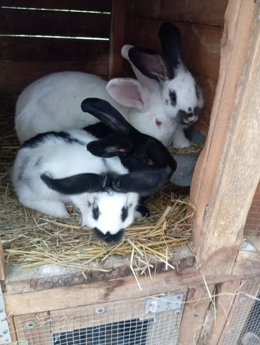 Sprzedam króliki