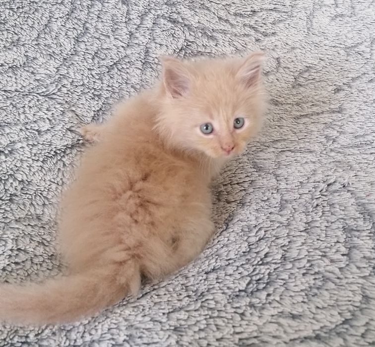 Мейн-кун   котик