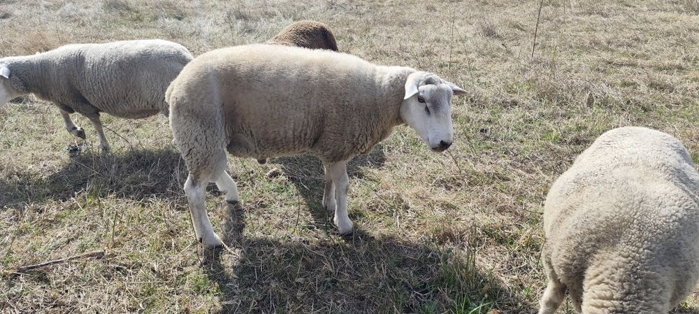 Carneiro raça Texel
