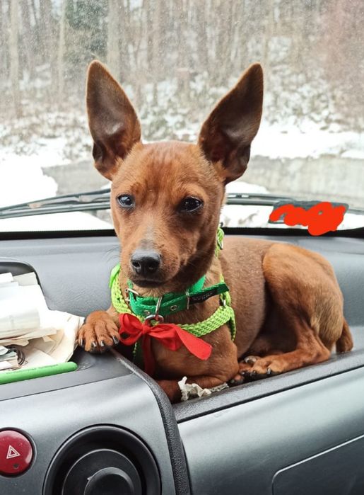 Pinczer miniaturowy-krycie