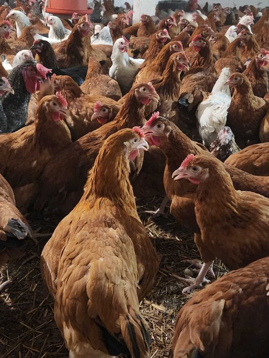 Kury nioski Rosa z wolnego wybiegu z pierwszym jajkiem. Transport .