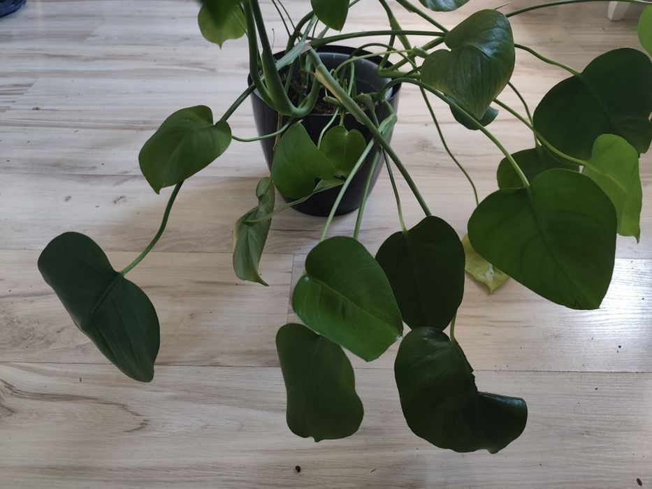 monstera deliciosa