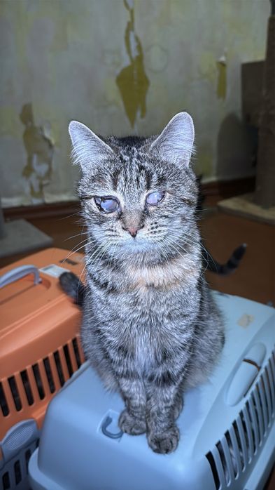 Кішечка кошеня в хороші руки