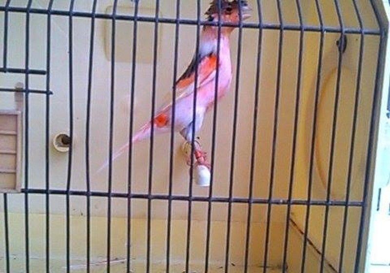 Canários novos e adultos