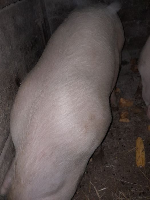 Свині мясні бита та жива вага