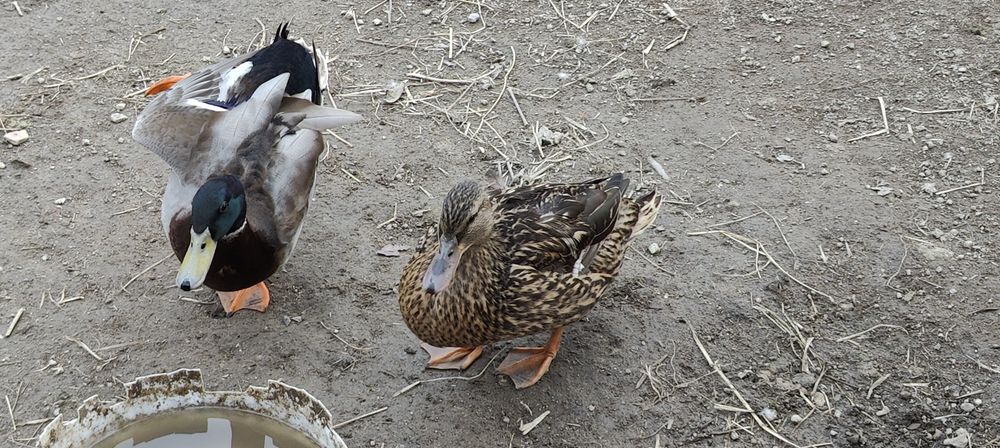 Casais de patos mudos