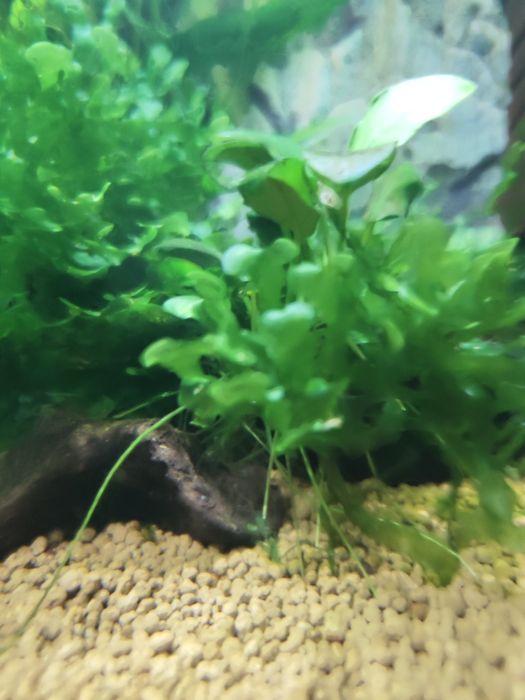 Pelia roślinka niewymagajaca