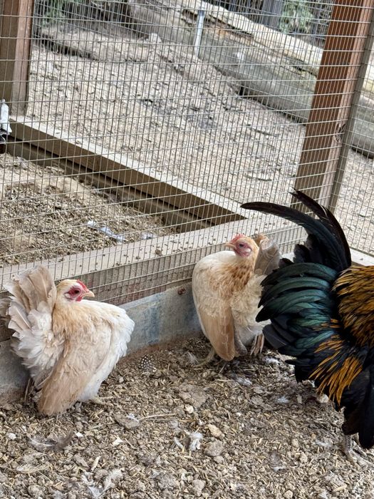 Serama Seramy  jaja lęgowe