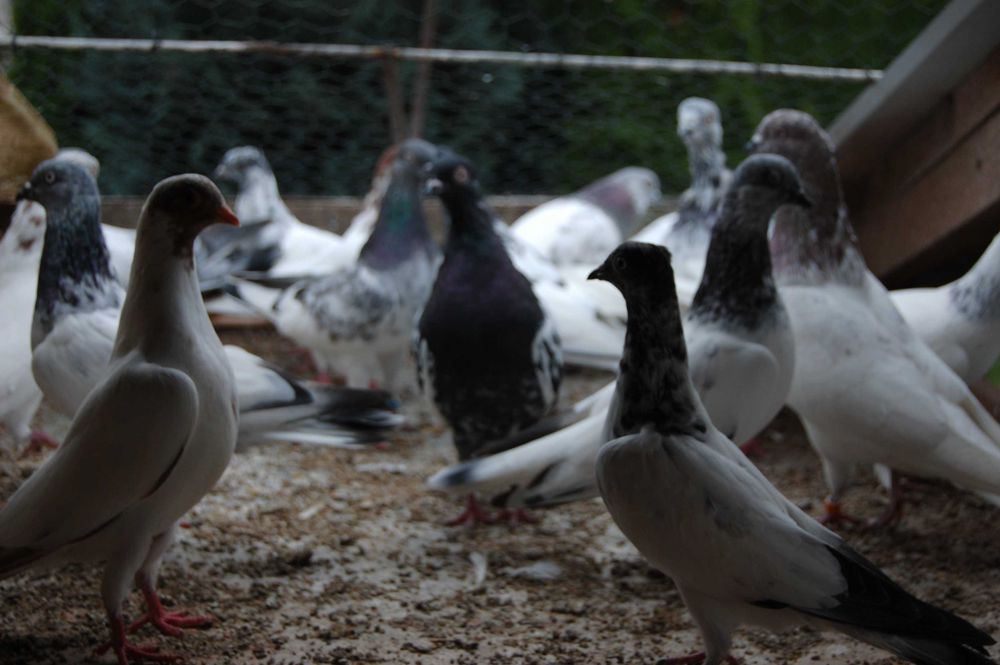 Gołębie ozdobne Budapeszty