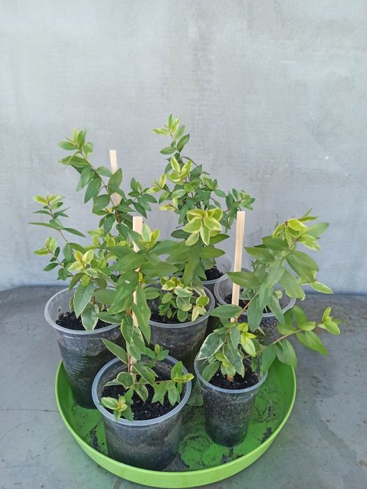 Мирт вариегатный миртовое деревце комнатное молодые растения