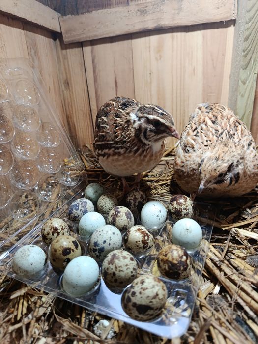 Jaja przepiórcze lęgowe i konsumpcyjne, faraon, Włoszka, CELADON