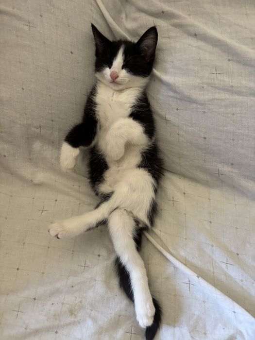 Gata para adoção