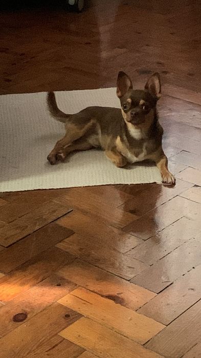 Chihuahua chocolate