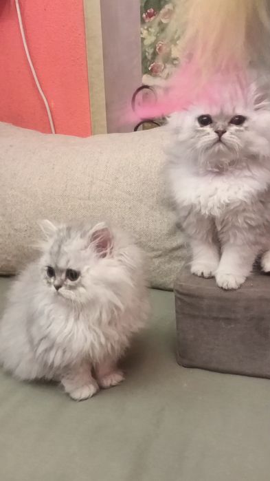 Британські довгошорстні хлопчик і дівчинка 2.5