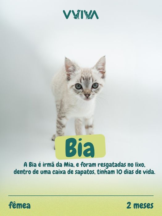 Gatinhos para adoção responsável