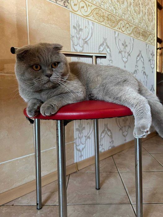 Шотландський висловухий кіт на в'язку