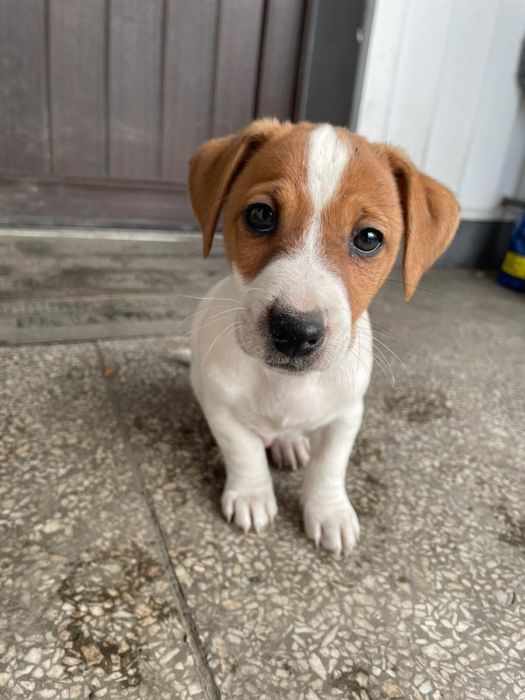 Jack russell terrier szczeniaki