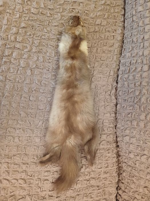 Хутро чорнобурки і куниці