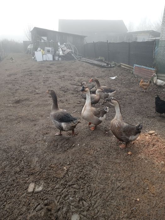 Sprzedam gęsi młode