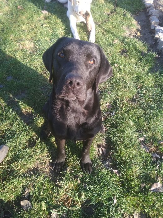 Вязка Лабрадора.