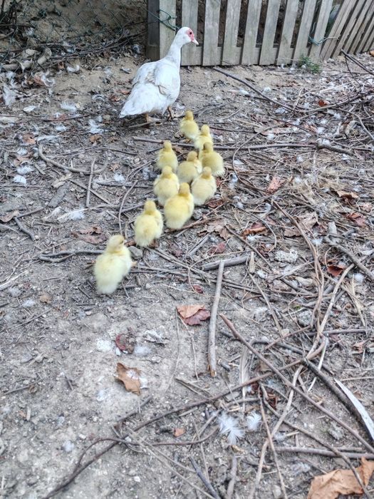 Patos Mudos pequenos e grandes
