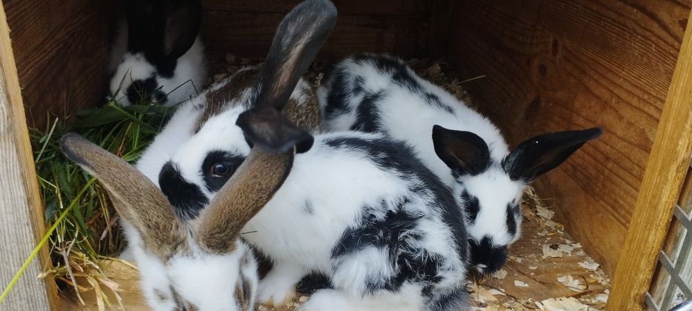 Króliki młode mix