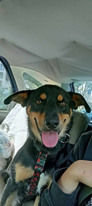 Lucek do adopcji! Sandomierz