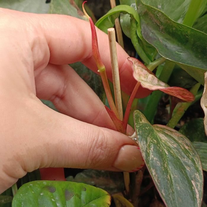 philodendron miscant variegata-ciety szczyt