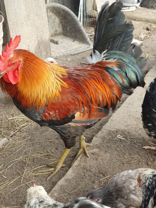 Koguty zielononóżki zielononóżka