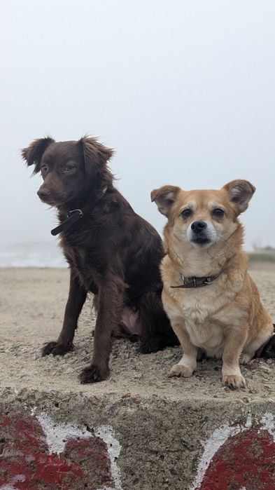 Дресирування собак