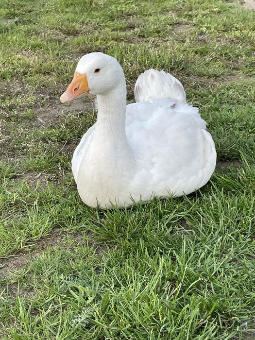 Gęsi landes parka i kołudzka