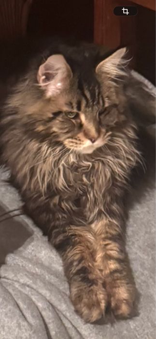 Kocurek Maine Coon