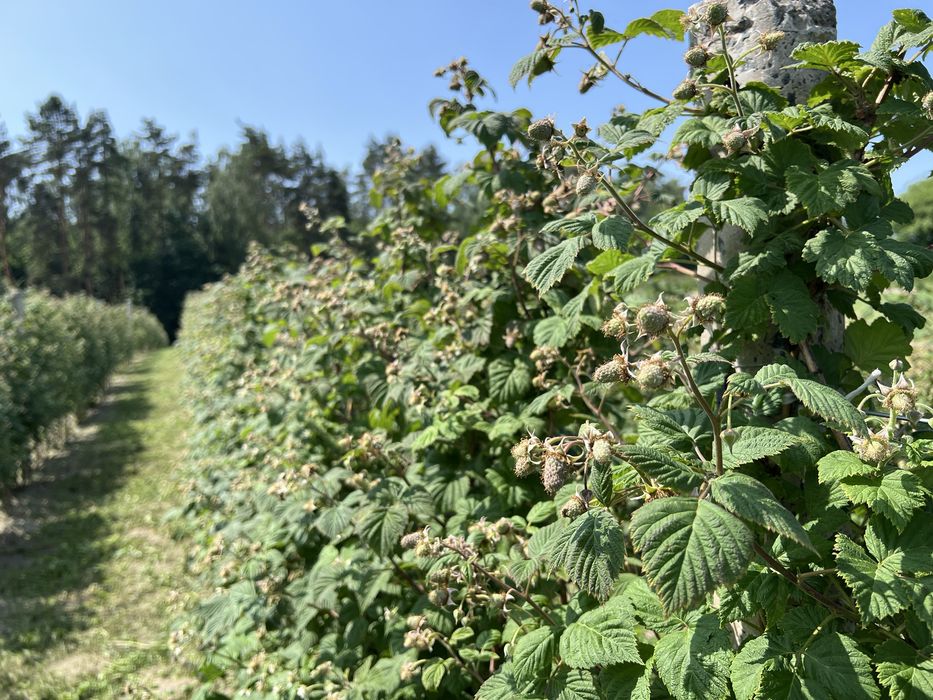 Маю саджанці літньої малини