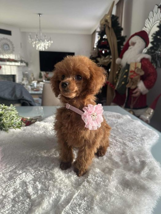 Przepiekna sunia Pudel Toy