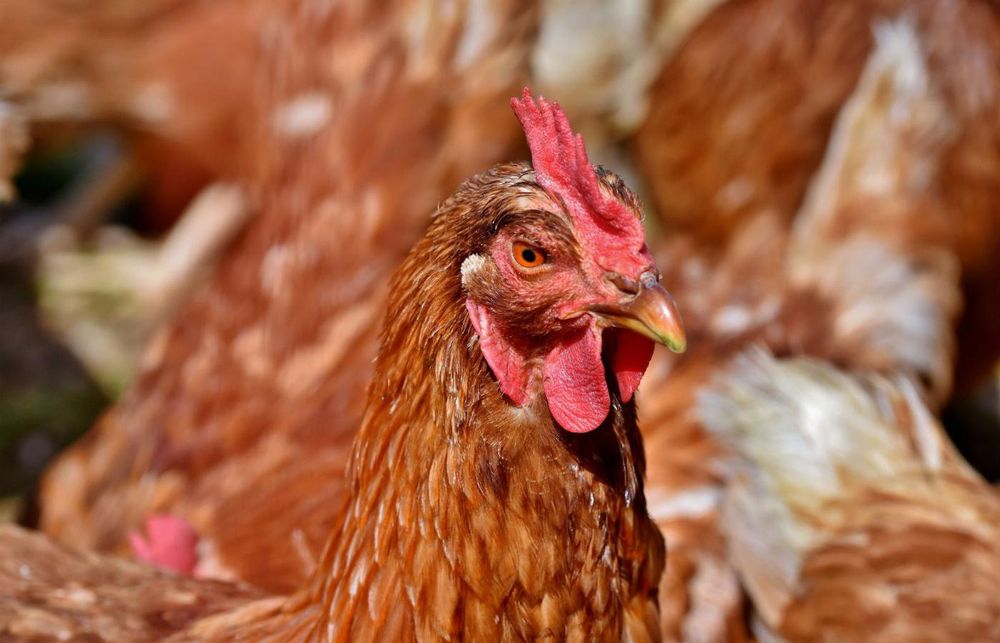Kury nioski Leghorn Sonia z jajkiem Bachowice transport