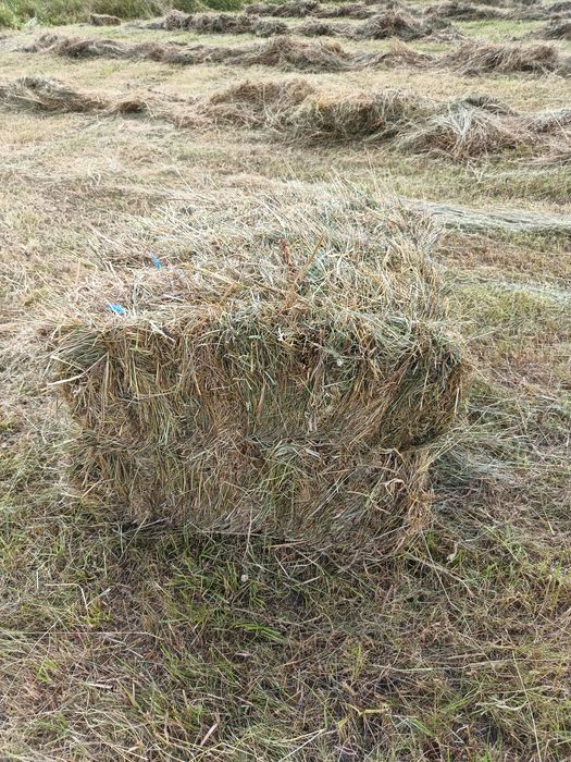 Сіно лугове продам