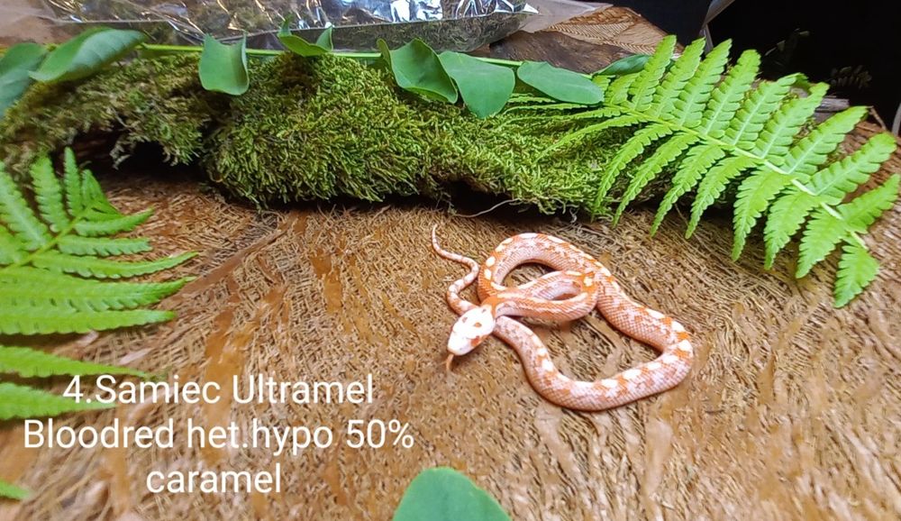 Wąż zbożowy. Tessera.  Ame.l Ultrame.l Bloodred. Młode