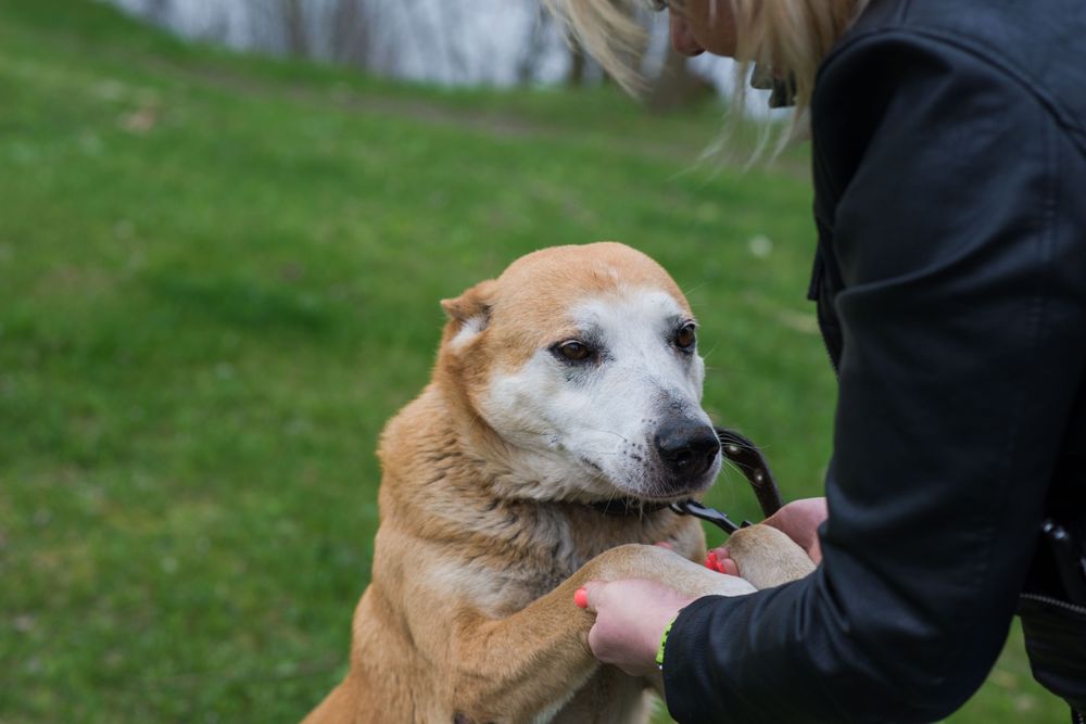 Собака Ася шукає родину