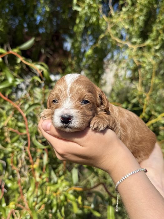 Malutki piesek Maltipoo F1B