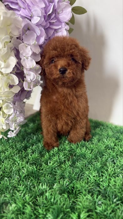 Неймовірна мала зірочка