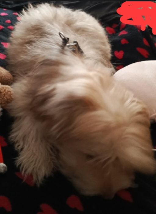 Oddam pieska do adopcji ma na imię Simba