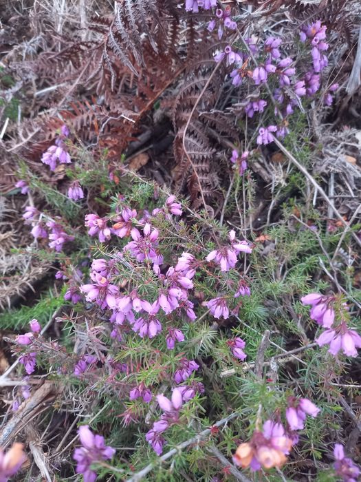 Mel Multifloral 100% Puro - Produção Própria de Excelente Qualidade