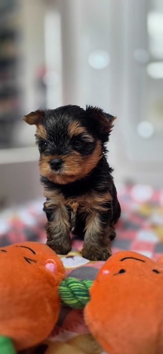 Yorkshire Terrier malutki piesek rodzice Champion