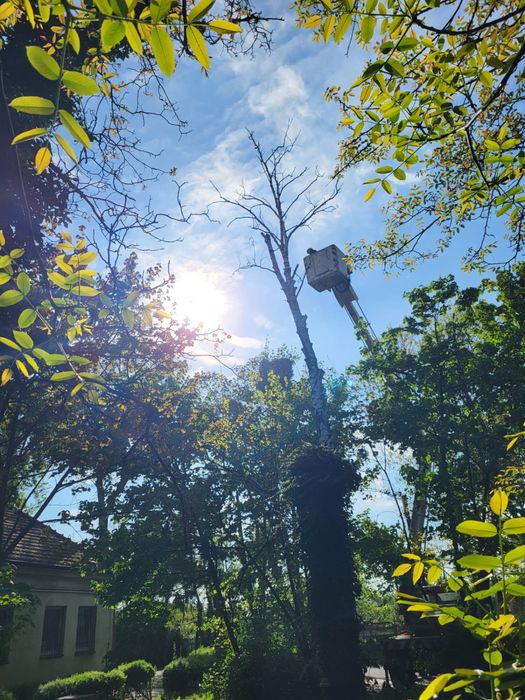 Wycinka Przycinka drzew redukcja korony podnosnik koszowy