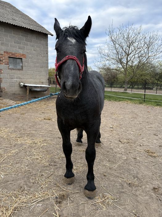 Ogier perszeron/roczny