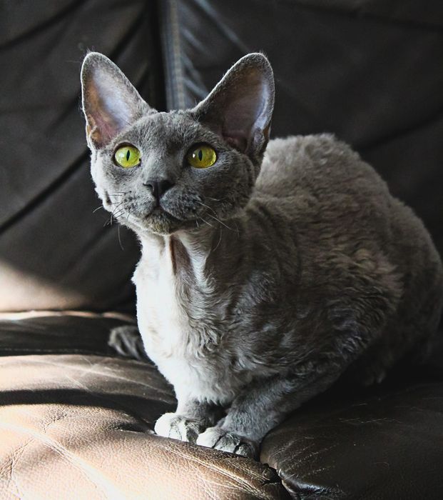 Niebieska koteczka DEVON REX