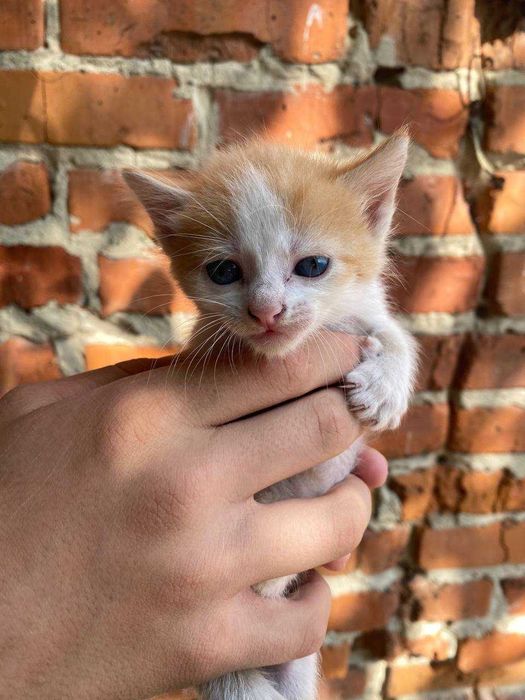 Руде кошеня безкоштовно, в дуже люблячі руки!